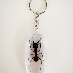 Real Beetle Llavero Hormiga Gigante