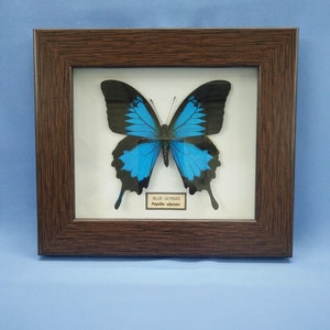 Real Blue Butterfly Papilio Ulysses In Frame
