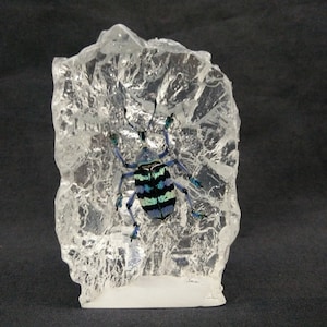 Real Beetle In Resin Paperweight (Weevil Bug)