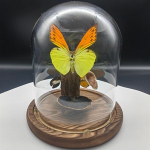Real Orange Tip Butterfly In Dome