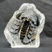 see more listings in the Insect In Crystal Resin section