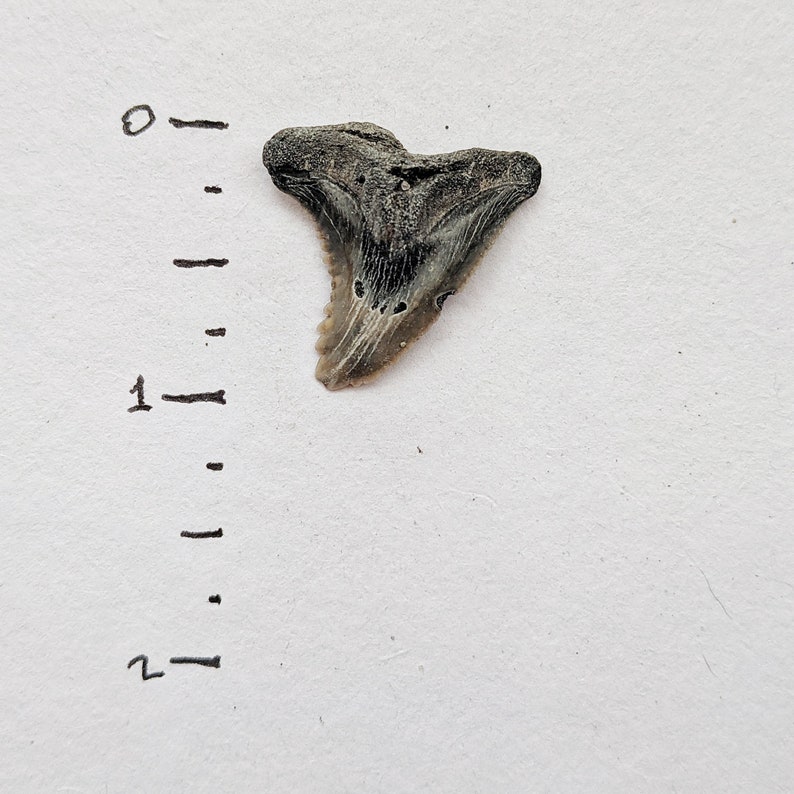 REAL Fossilized Shark Tooth Extinct Snaggletooth Hemipristis Serra Found at Calvert Cliffs 1 Hemi Shark Tooth