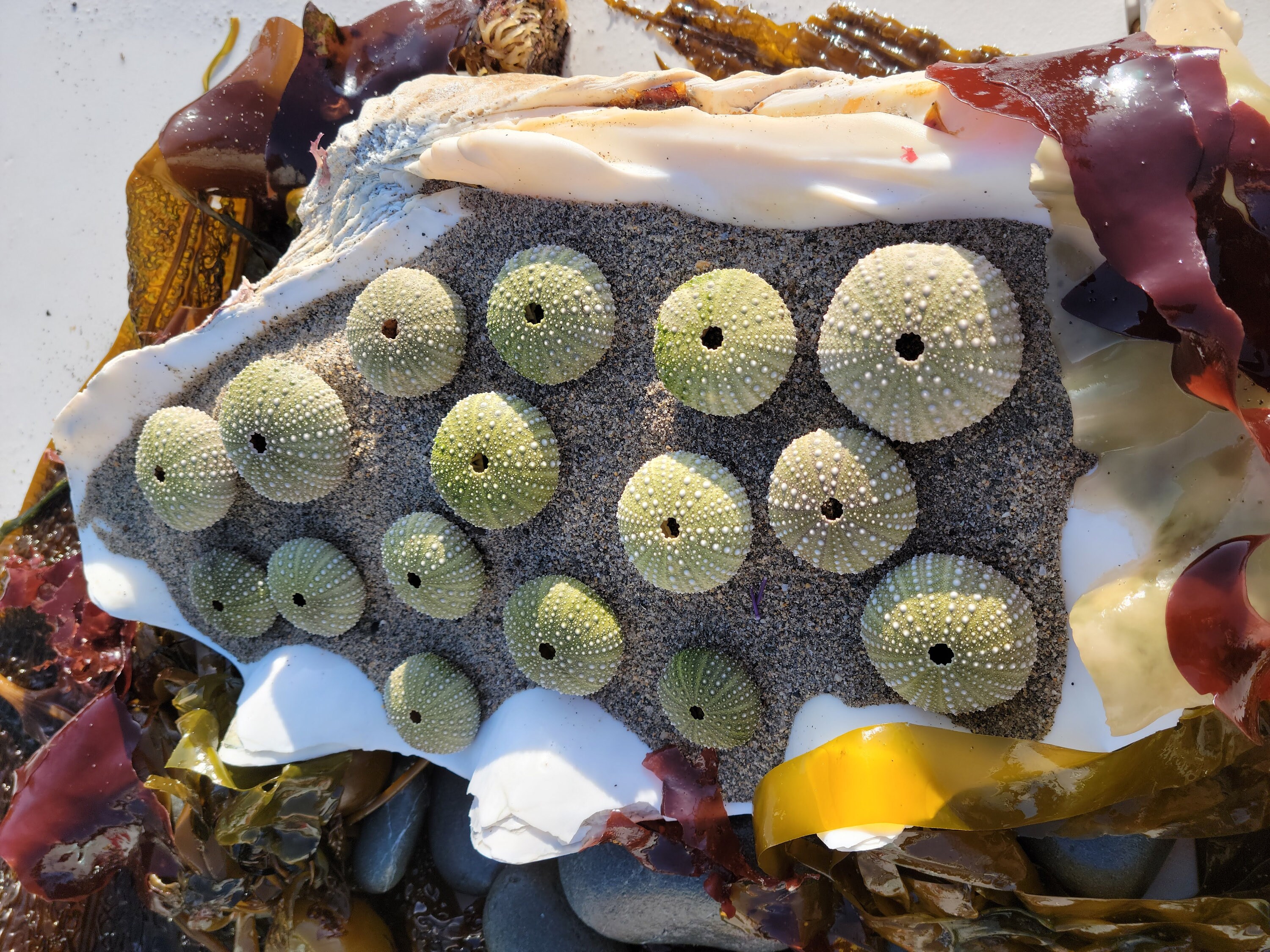 Sea Urchin Shells Northern California Pacific Ocean Etsy