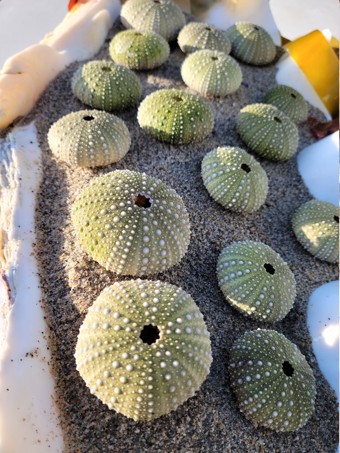 Sea Urchin Shells Northern California Pacific Ocean Etsy