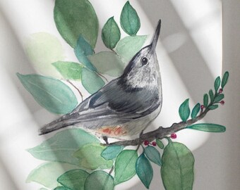 Aquarelprint van een witborstboomkruiper | Boomkruiper vogelkunst
