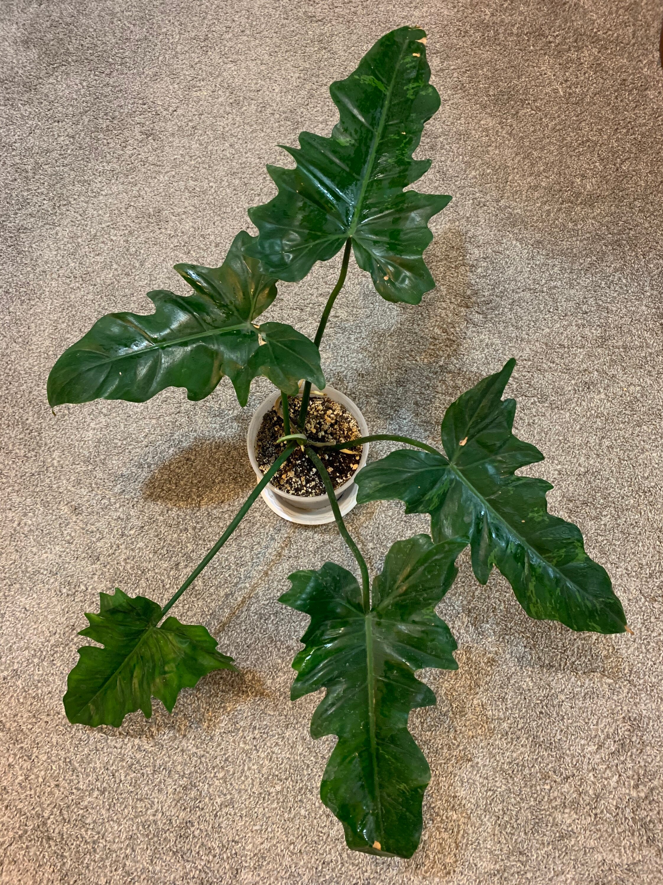 Philodendron Lime Fiddle Etsy Singapore