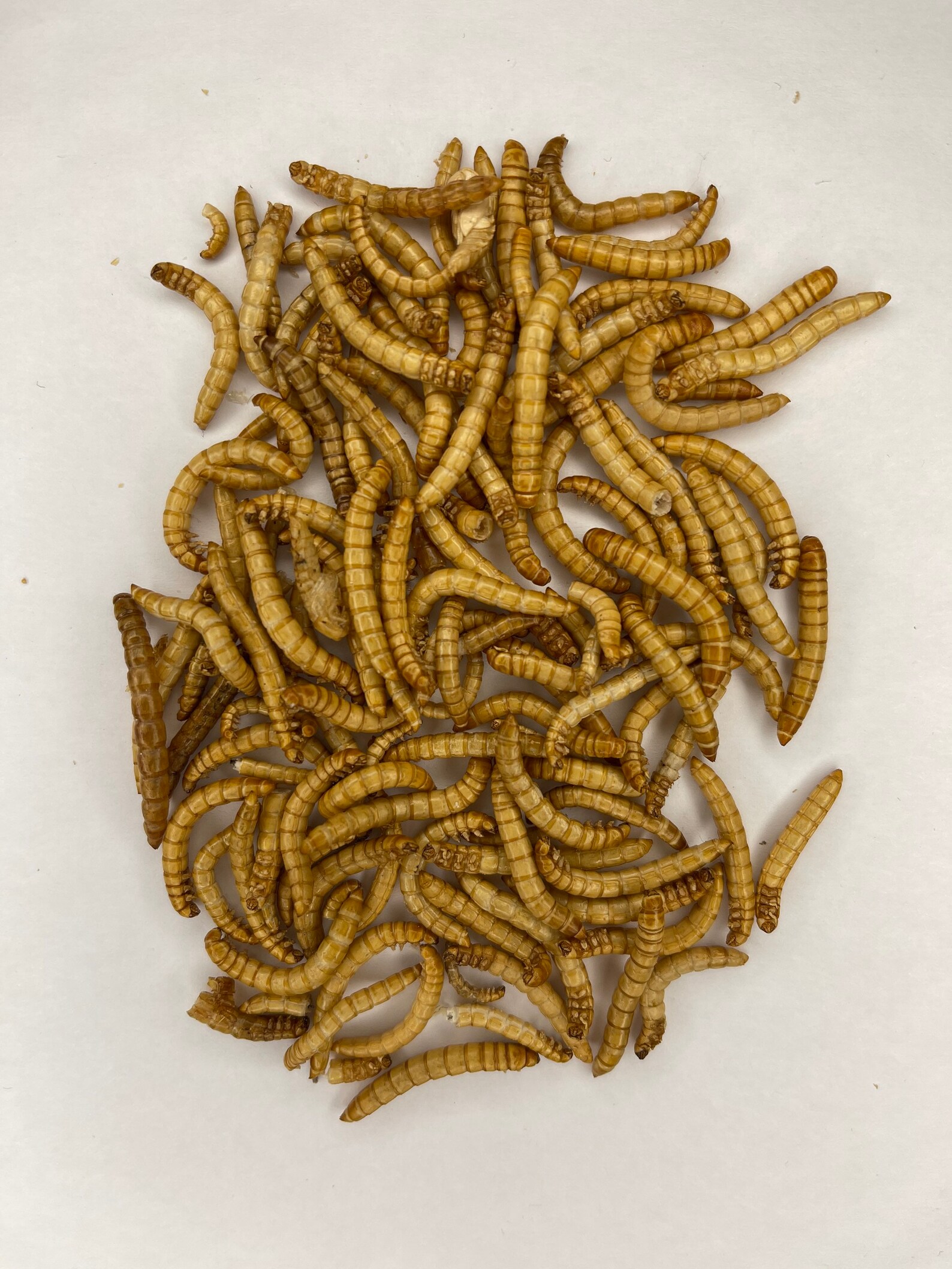 Freeze dried mealworms for small animals and reptiles | Etsy