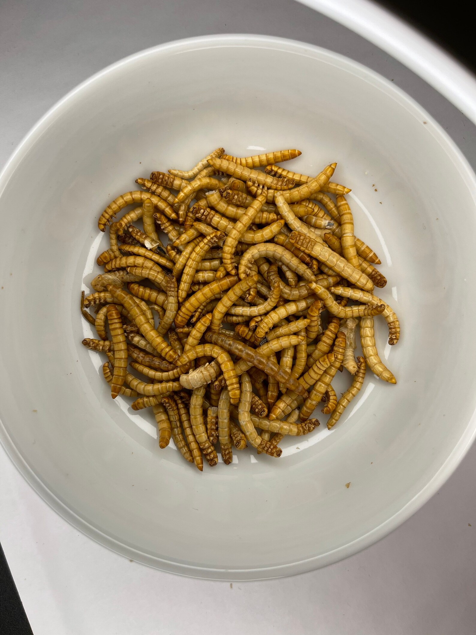 Freeze dried mealworms for small animals and reptiles Etsy