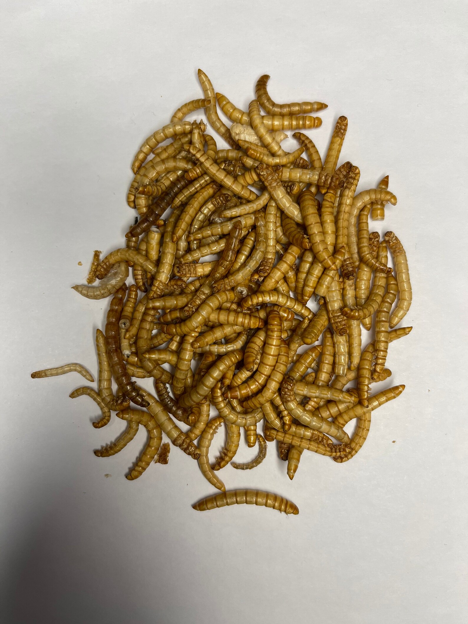 Freeze dried mealworms for small animals and reptiles Etsy