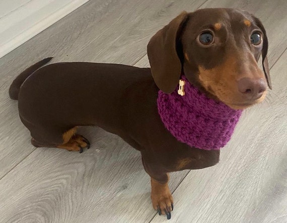 Dachshund Accessories for Sausage Dogs