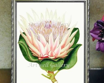Vintage Protea Flower Print, Botanical Illustration (Digital Download)