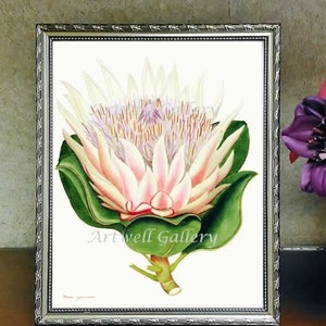Protea Flower, instant download, protea print, flower print, digital print, vintage print, botanical print, watercolor watercolour print