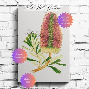Australian Wildflower Print - Banksia Praemorsa Artwork, Botanical Wall Art, Native Flower Illustration, Unique Aussie Nature Decor