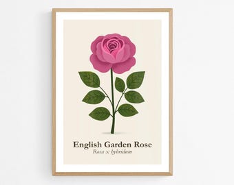 English Garden Rose Art Print: Minimalist Botanical Flower Poster