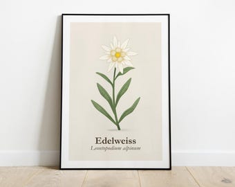 Edelweiss Art Print: Minimalist Alpine Flower Illustration