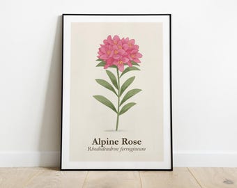 Alpine Rose Art Print: Minimalist Botanical Flower Illustration