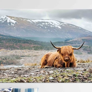 Highland Cow, Huge Canvas, Coastal Wall Art, Farm Wall Art, Cow Poster, Farmhouse Wall Decor, Loft Wall Art, Canvas Wall Art, Man Cave Decor