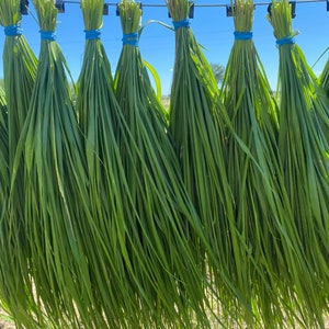 Fresh Cut Sweetgrass Bundle