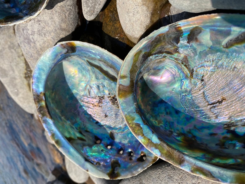 Abalone Shell - Etsy