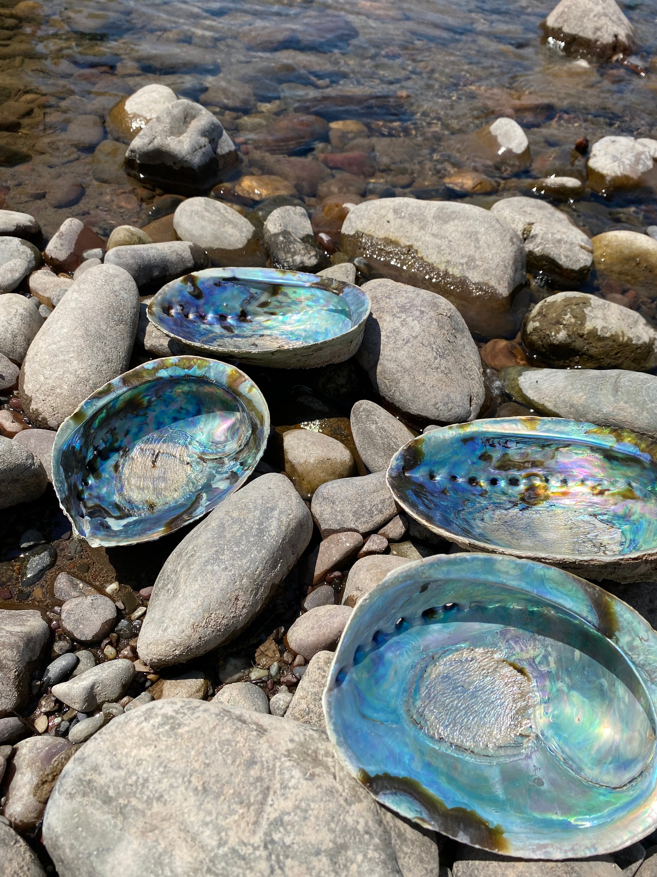 Abalone Shell - Etsy