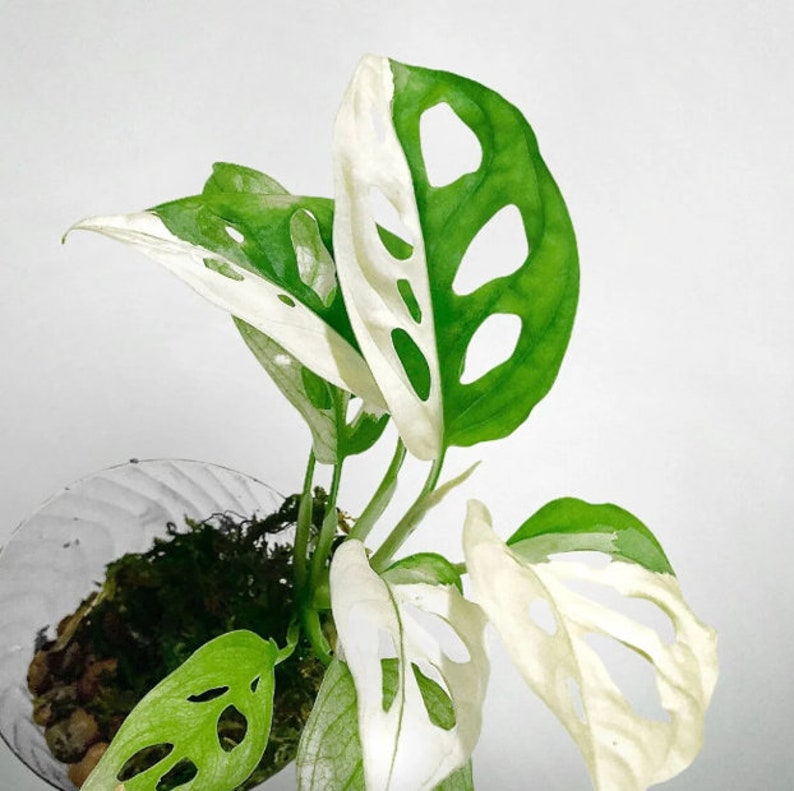 20 Monstera Adansonii Variegated Seeds Rare House Plants Etsy