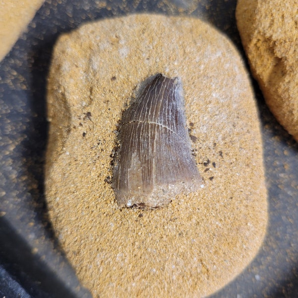 Real Mosasaur Tooth in petrified sand. Cretaceous Reptile tooth, 112 to 93.5 million years old