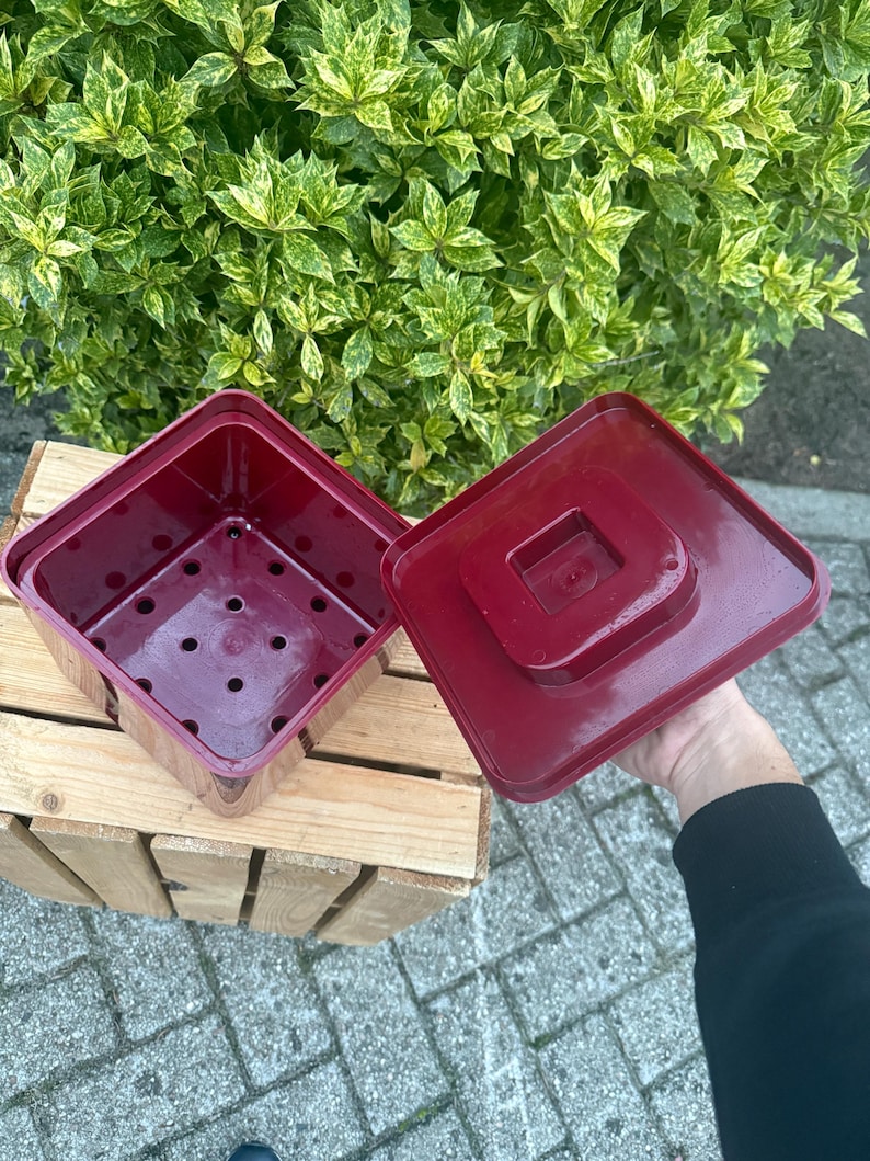 May include: A burgundy square plant pot with a matching lid. The pot has drainage holes and sits on a wooden pallet. Green and yellow foliage is in the background.