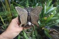 Vintage Solid Brass Butterfly Door Knocker, Antique Style
