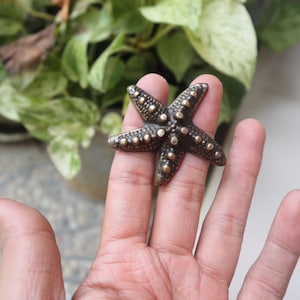 Puede incluir: Una estrella de mar de bronce con una superficie texturizada. La estrella de mar mide aproximadamente 5 cm de ancho.