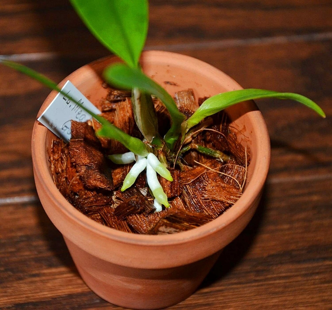 Coconut Husk Chips for Orchid Anthurium & Other Plants 100 Etsy