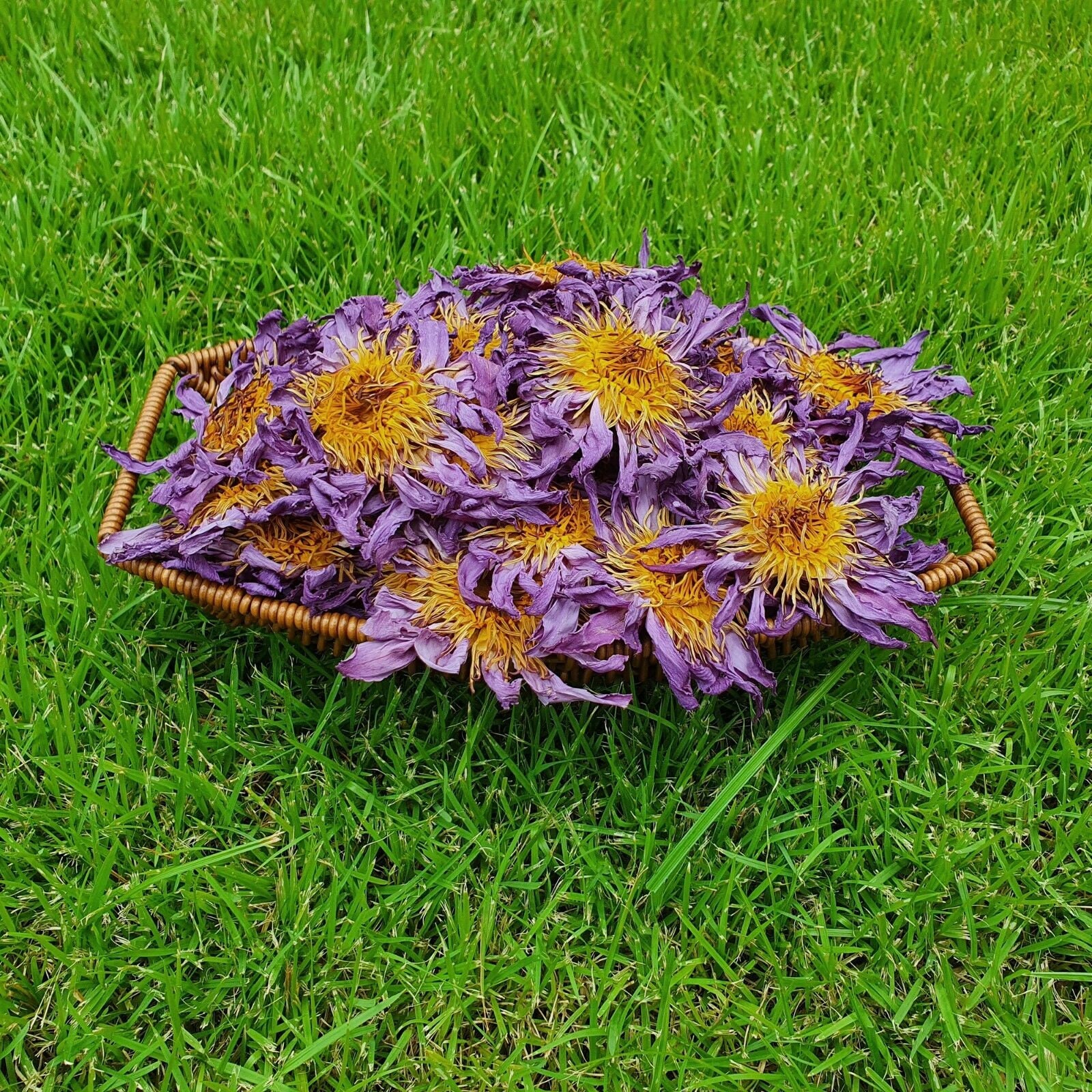 Organic Blue Lotus Flowers Dried / Nymphaea Caerulea Herbal Etsy