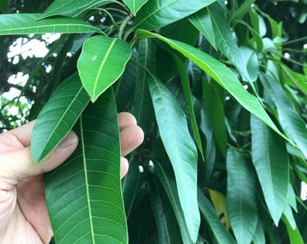 Dried Organic Mango Leaves 100% ORGANIC Tea