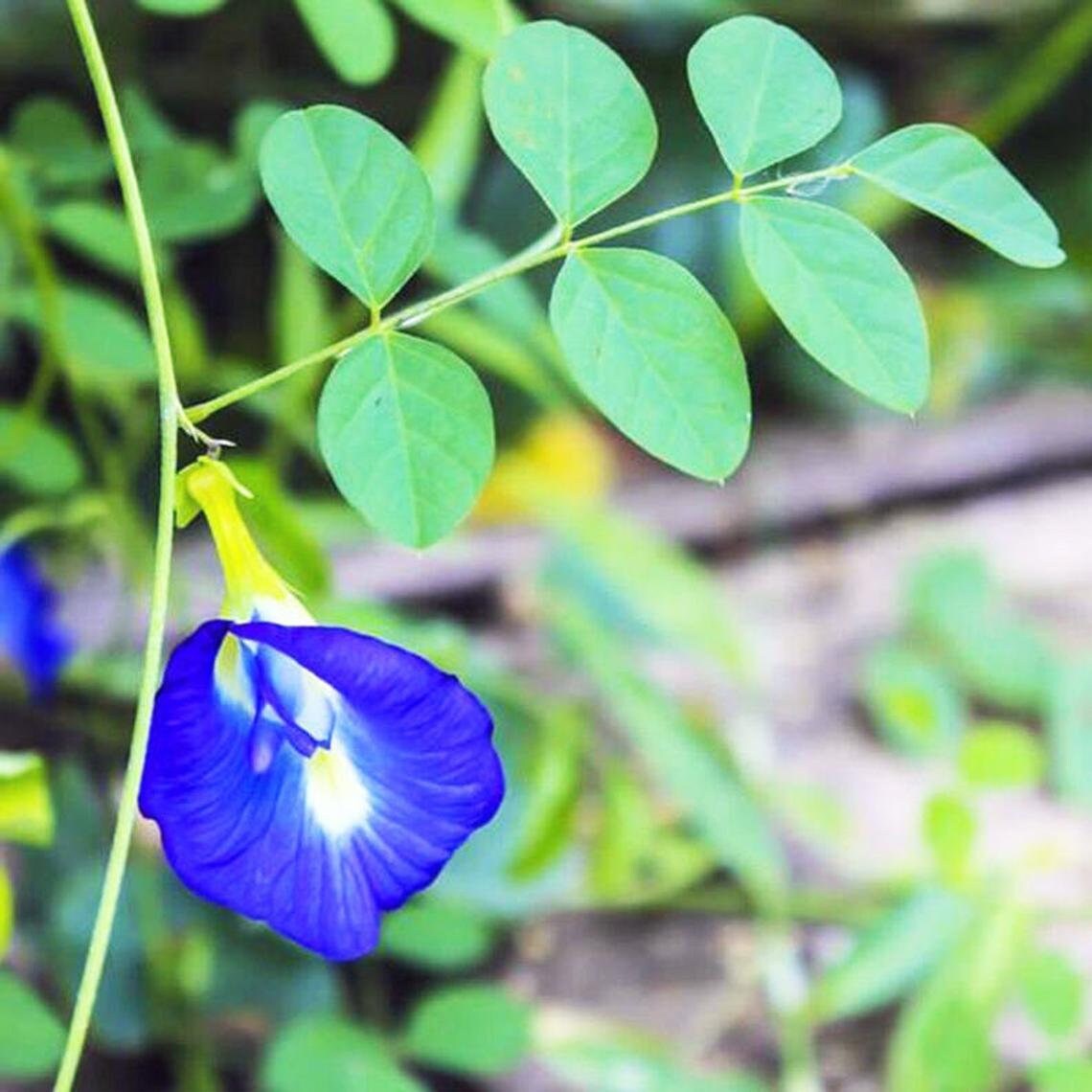 100 Dried Butterfly Pea Flowers Blue Herbal Tea butterfly Etsy