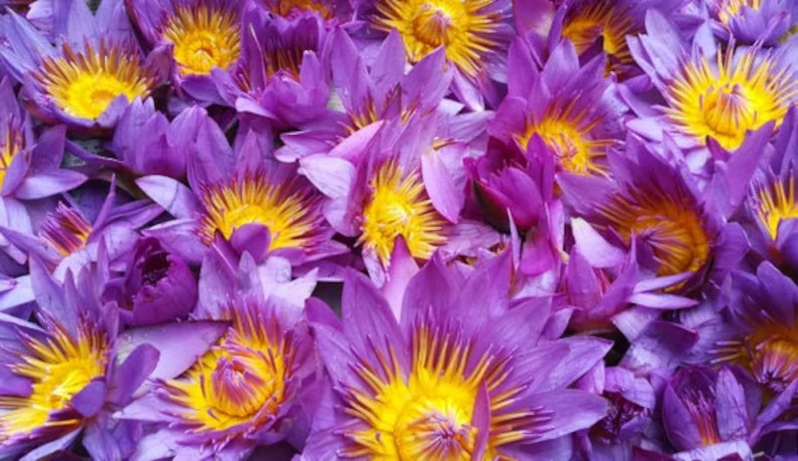 Organic Blue Lotus Flowers Dried / Nymphaea Caerulea Herbal Tea/ Smoke