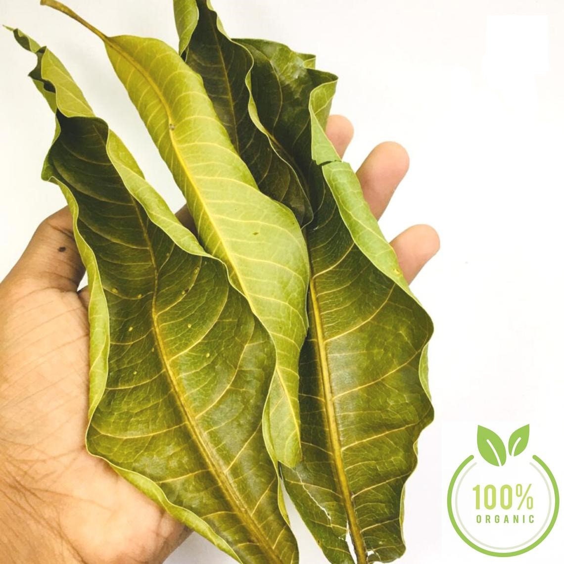 Dried Organic Mango Leaves 100 ORGANIC Tea Etsy Sweden