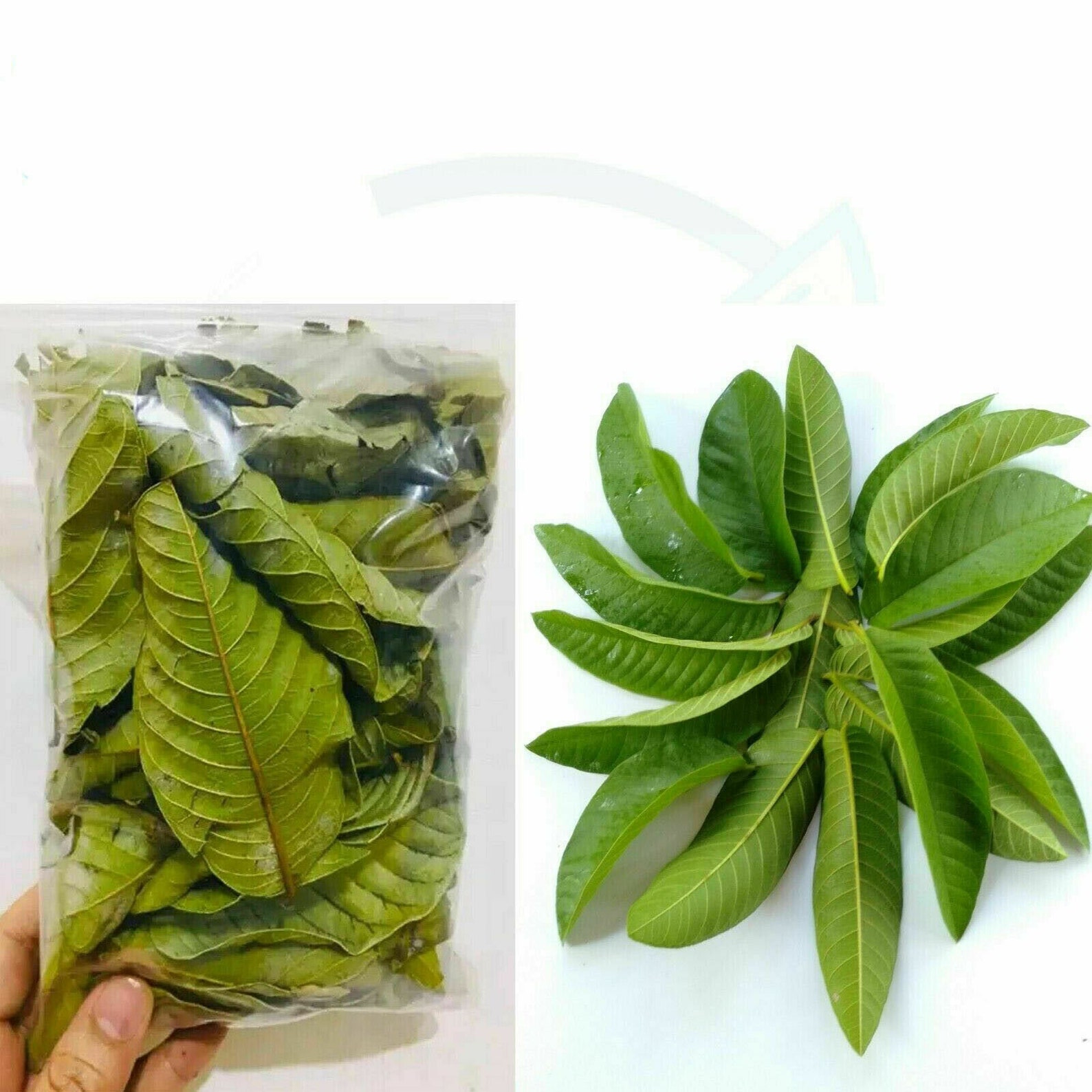 Ceylon 100 Natural Dried Guava Leaves Homemade /fresh Green