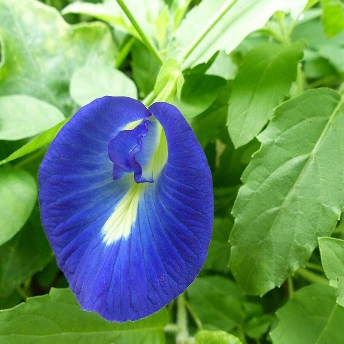100 Dried Butterfly Pea Flowers Blue Herbal Tea butterfly Etsy