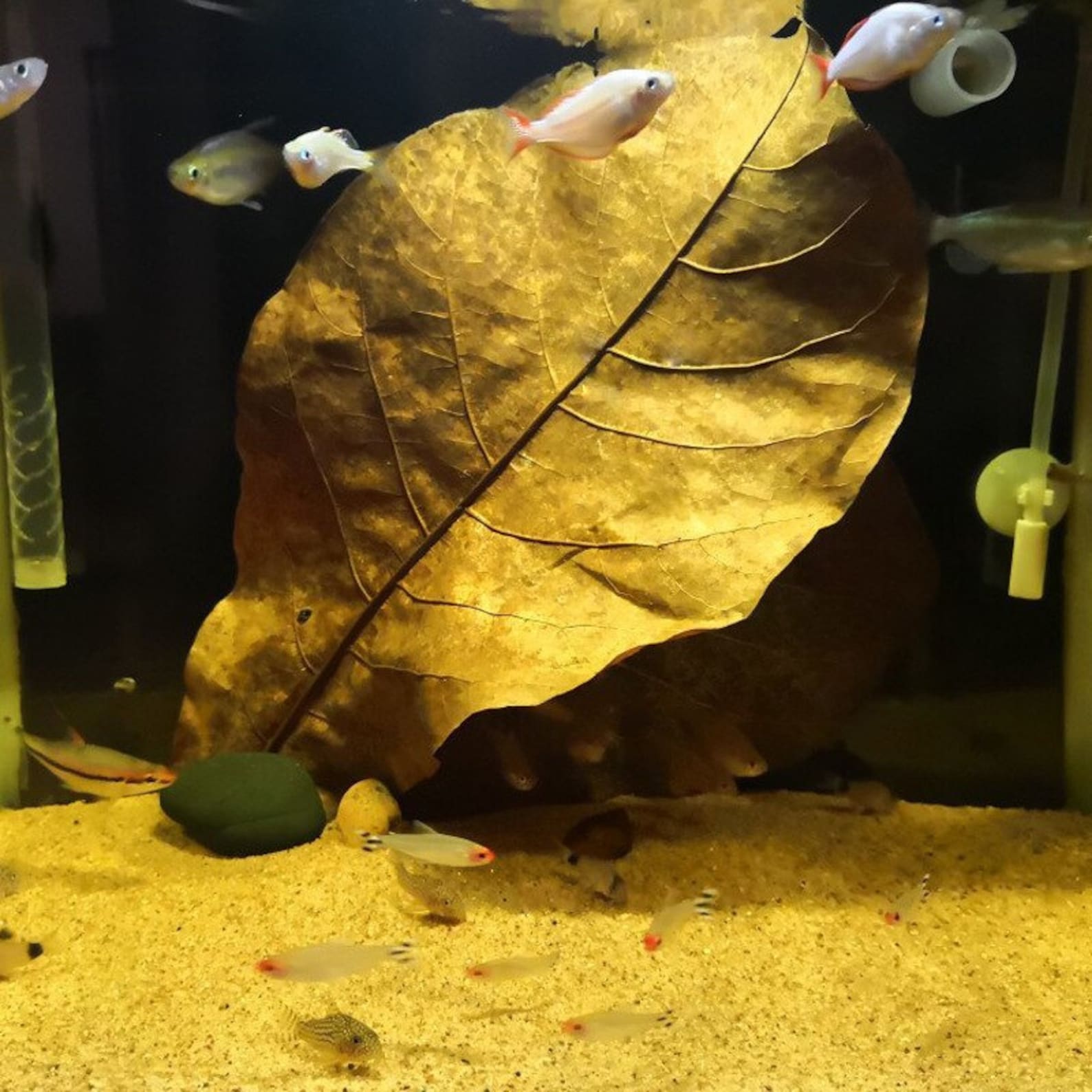 Catappa Indian Almond Leaves Ketapang Leaf Shrimp Betta Fish Etsy UK