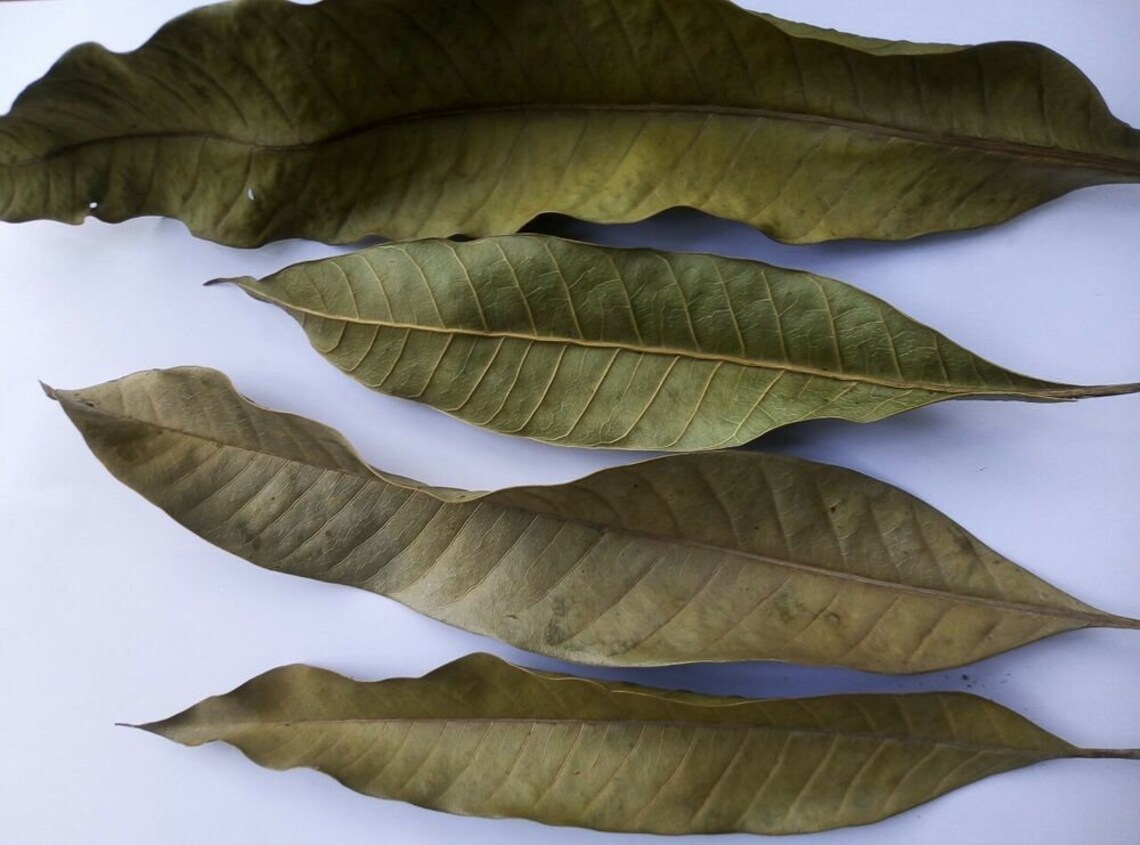 Dried Organic Mango Leaves 100 ORGANIC Tea Etsy Sweden