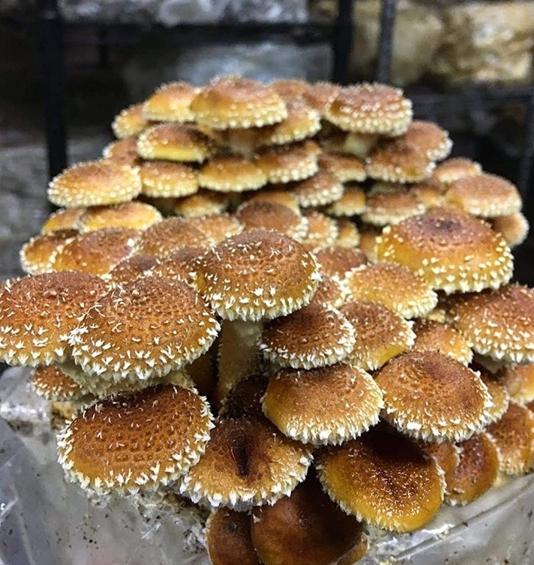 Chestnut Mushroom 10cc Cultures Etsy