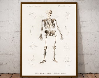 Human skeleton illustrated by Charles Dessalines D' Orbigny (1806-1876) - antique anatomical posters -  vintage medical prints -