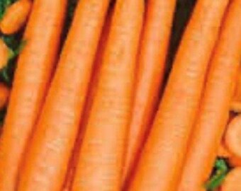 Carrot RED KURODA 100 Seeds vegetable garden HEIRLOOM non-gmo OPEN POLLINATED