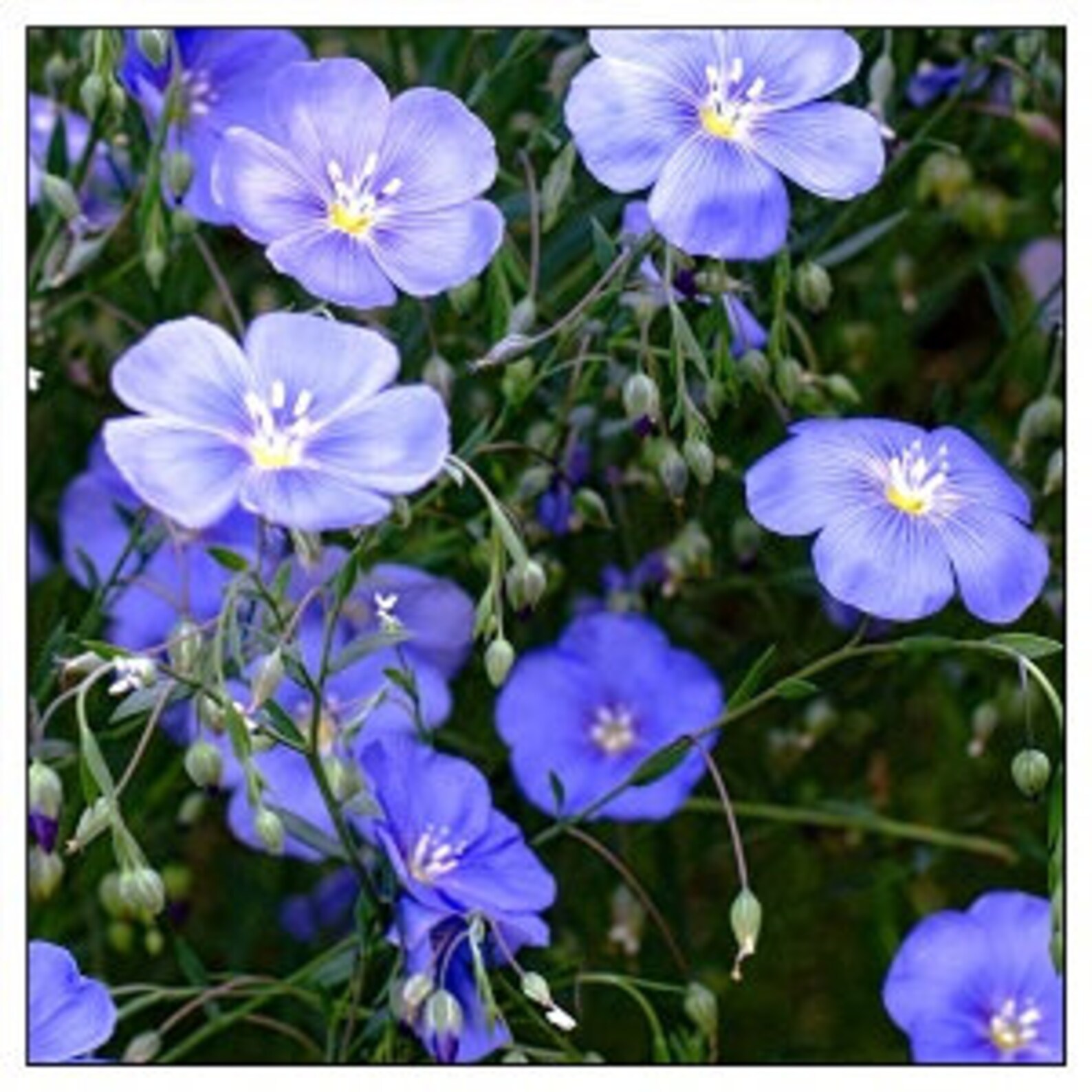 Linum Blue Flax Seeds NONGMO Fresh Garden Seeds Etsy