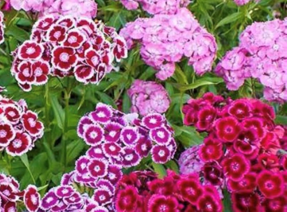 Sweet William- Double Mixture | Non-GMO | Fresh Garden Seeds