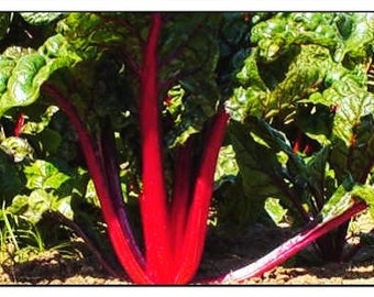 Swiss Chard Seeds Etsy