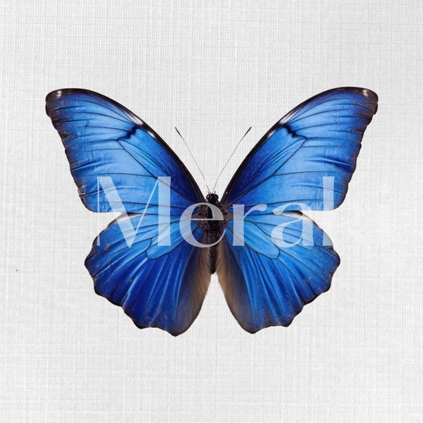 Royal Blue Butterfly png, jpg Digital DOWNLOAD | Clipart Download | PNG images for Shirts, Mugs, Totes, etc.