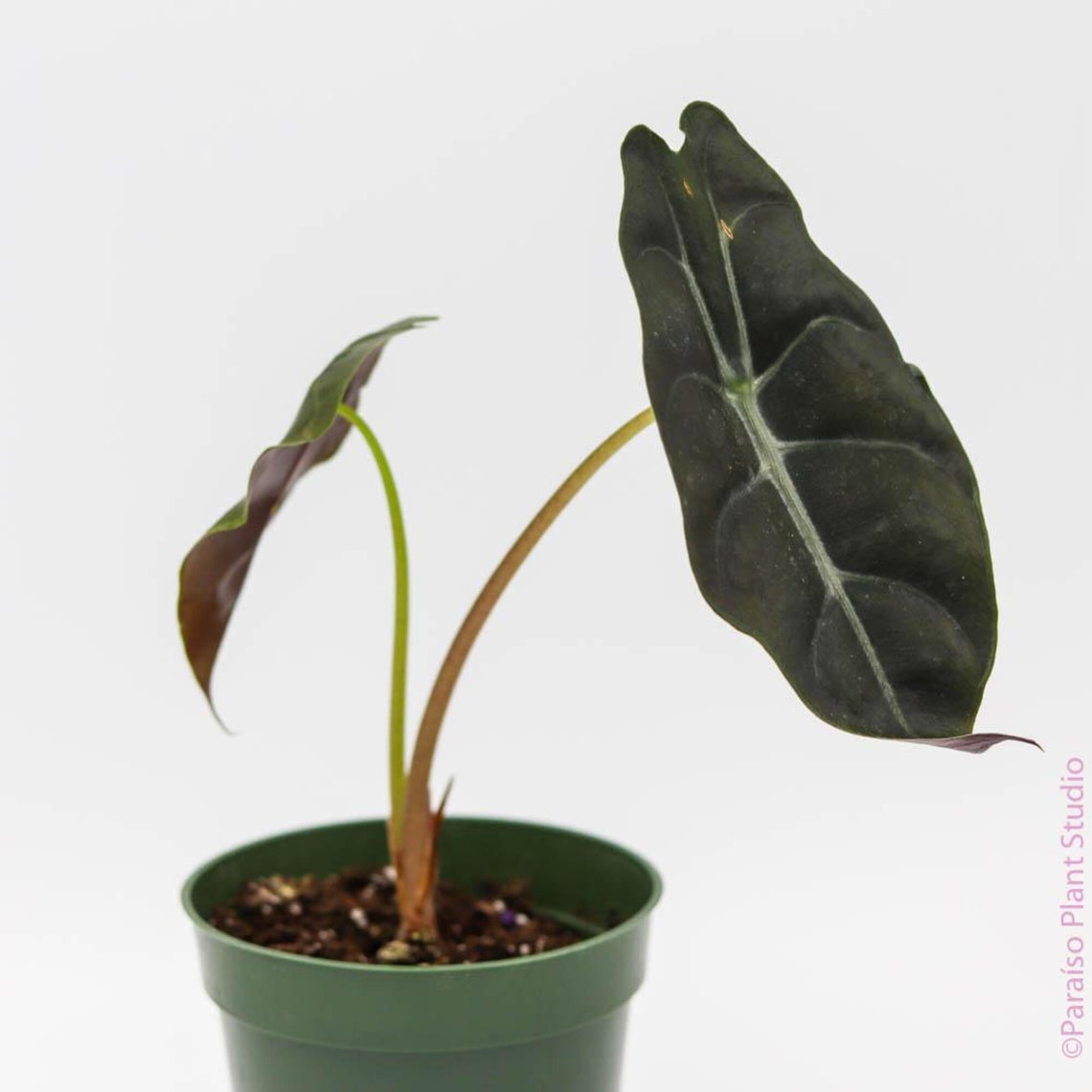 RARE Alocasia Chantrieri 4 inch pot planted in door Etsy