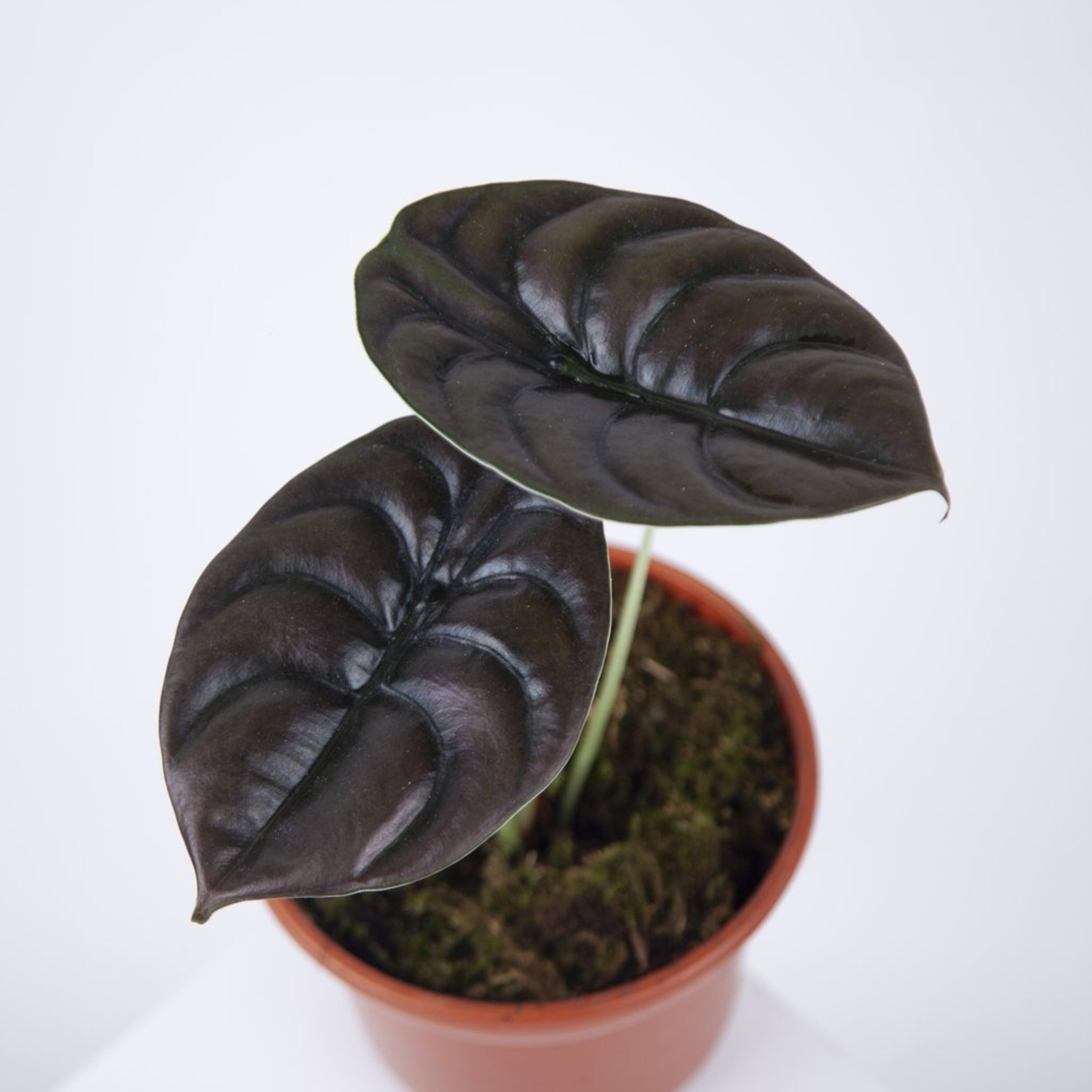 RARE Alocasia cuprea Indoor plant stunning Etsy