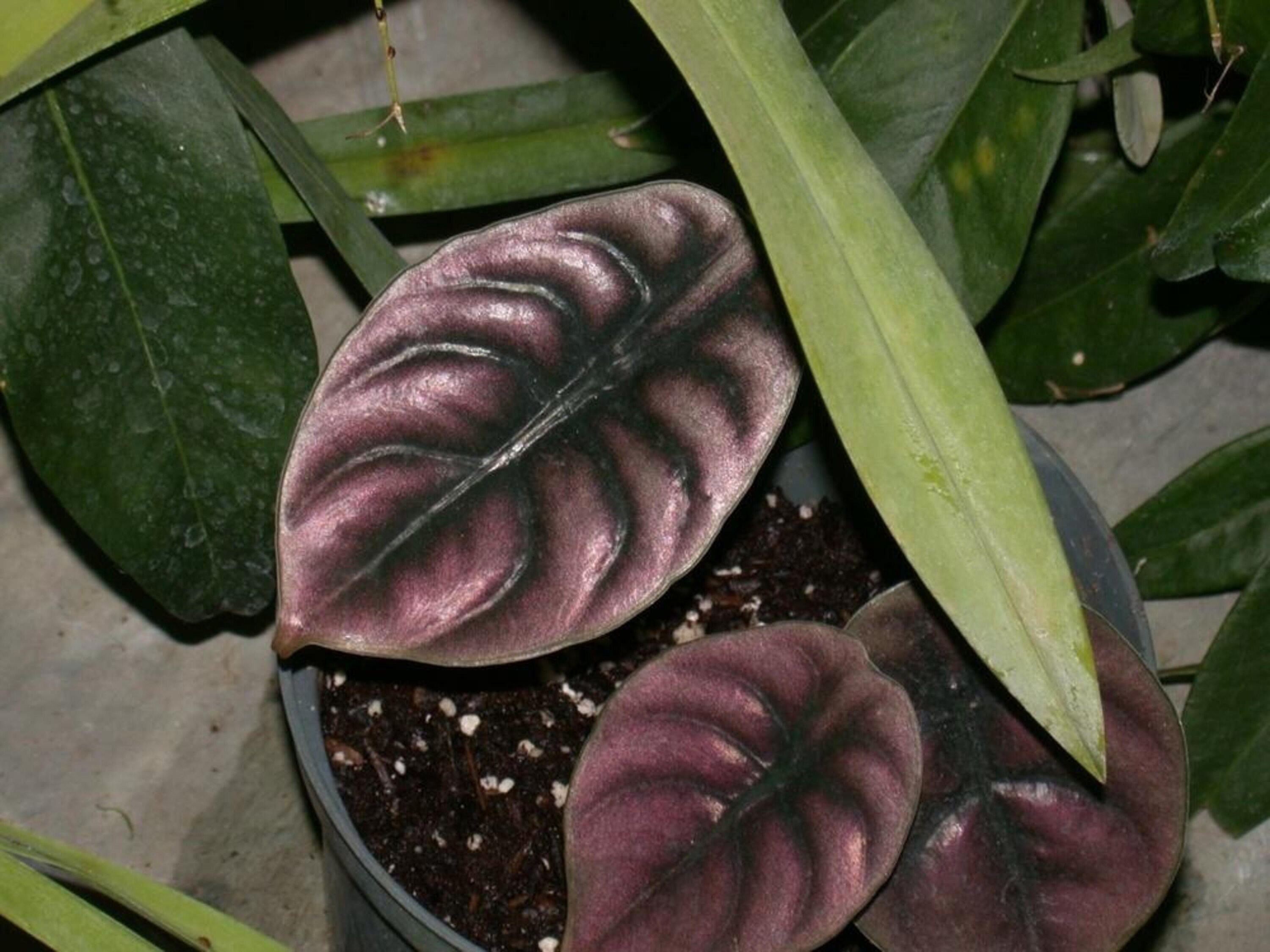 RARE Alocasia cuprea Indoor plant stunning Etsy