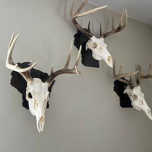 Wisconsin European Mount Metal Holder